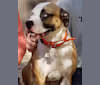 Photo of Blue, an American Pit Bull Terrier, American Bulldog, and Doberman Pinscher mix in Detroit, Michigan, USA
