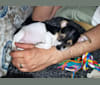 Photo of Jake, a Chihuahua, Dachshund, American Eskimo Dog, and Mixed mix in Colorado, USA