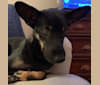 Logan, an Indian Indigenous Dog tested with EmbarkVet.com