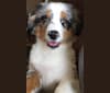 Zoey, an Australian Shepherd Group tested with EmbarkVet.com