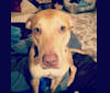 Figg, an American Pit Bull Terrier and Labrador Retriever mix tested with EmbarkVet.com