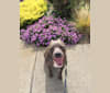 Photo of Bentley, an American Staffordshire Terrier  in Alameda, California, USA