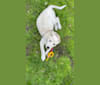 Princess Luna Rose, an Australian Cattle Dog and Siberian Husky mix tested with EmbarkVet.com