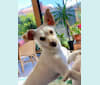 Buffer, a Chihuahua and Shih Tzu mix tested with EmbarkVet.com