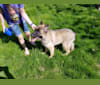 Samson, a German Shepherd Dog and Belgian Malinois mix tested with EmbarkVet.com