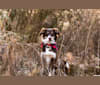 Finn, an Australian Shepherd and Labrador Retriever mix tested with EmbarkVet.com