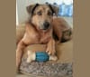 Walter, a German Shepherd Dog and Akita mix tested with EmbarkVet.com