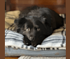 Kittie, a Formosan Mountain Dog tested with EmbarkVet.com