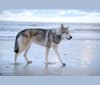 Nena Shadow de In fine mundi, a Saarloos Wolfdog tested with EmbarkVet.com