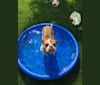 Sonia, an Alapaha Blue Blood Bulldog tested with EmbarkVet.com