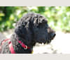 Tynan, a Poodle (Standard) and Labrador Retriever mix tested with EmbarkVet.com