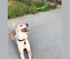 Jax, an American Staffordshire Terrier and Siberian Husky mix tested with EmbarkVet.com