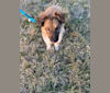 Oliver, an Australian Shepherd and Shetland Sheepdog mix tested with EmbarkVet.com