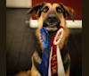 Hank, a German Shepherd Dog and Australian Cattle Dog mix tested with EmbarkVet.com
