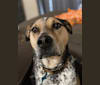 Major, an American Pit Bull Terrier and Australian Cattle Dog mix tested with EmbarkVet.com
