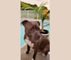 Rocco, an American Staffordshire Terrier tested with EmbarkVet.com