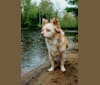 Photo of Max, a Pomchi  in Amherst, WI, USA