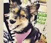 Ellie, a Shetland Sheepdog and Yorkshire Terrier mix tested with EmbarkVet.com