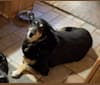 Lily, a Doberman Pinscher and German Shepherd Dog mix tested with EmbarkVet.com