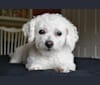 Bella, a Bichon Frise tested with EmbarkVet.com