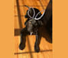 Grace, a Labrador Retriever and American Foxhound mix tested with EmbarkVet.com