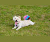 Photo of Penny, a Pomeranian, Poodle (Small), Bichon Frise, Chihuahua, and Mixed mix