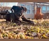 Photo of Benny, an American Pit Bull Terrier, American Staffordshire Terrier, Chesapeake Bay Retriever, Siberian Husky, and Labrador Retriever mix