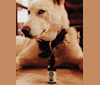 Argo, a Siberian Husky and Akita mix tested with EmbarkVet.com