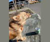 Artie, a Japanese or Korean Village Dog tested with EmbarkVet.com