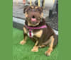 Betty, a Bulldog tested with EmbarkVet.com