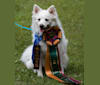 Rhett, an American Eskimo Dog tested with EmbarkVet.com