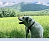 Picnic, an Australian Cattle Dog and Australian Shepherd mix tested with EmbarkVet.com