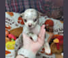 Taelor, a Chihuahua tested with EmbarkVet.com