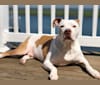 Pacino, an American Pit Bull Terrier and American Bulldog mix tested with EmbarkVet.com