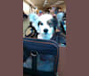 Felina, an American Eskimo Dog and Rat Terrier mix tested with EmbarkVet.com