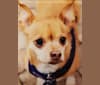 Photo of Frosty, a Chihuahua  in Sharonville, Ohio, USA