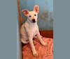 Mira, a German Shepherd Dog and Labrador Retriever mix tested with EmbarkVet.com