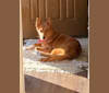 Buddy, a Siberian Husky and Golden Retriever mix tested with EmbarkVet.com