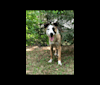 Nisso, a West Asian Village Dog tested with EmbarkVet.com