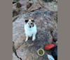Sabas, an Australian Cattle Dog and Chow Chow mix tested with EmbarkVet.com