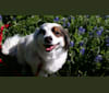 Felina, an American Eskimo Dog and Rat Terrier mix tested with EmbarkVet.com