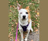 Lucy, a Staffordshire Terrier and German Shepherd Dog mix tested with EmbarkVet.com