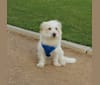 Benji, a Poodle (Small) and Shih Tzu mix tested with EmbarkVet.com