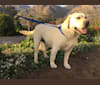 Ivory, a Labrador Retriever tested with EmbarkVet.com