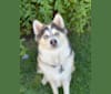 Photo of Stevie, a Siberian Husky, Pomeranian, and American Eskimo Dog mix