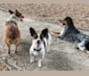 Photo of Bubbie, a Rat Terrier, Dachshund, Pomeranian, Australian Cattle Dog, and Russell-type Terrier mix in Overland Park, Kansas, USA