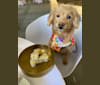 Leia, a Poodle (Small) and Shiba Inu mix tested with EmbarkVet.com