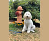 Obi, a Poodle (Standard) and Golden Retriever mix tested with EmbarkVet.com
