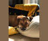 Piper, a Perro de Presa Canario and Rottweiler mix tested with EmbarkVet.com