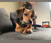 Brando, a Beagle and Chihuahua mix tested with EmbarkVet.com